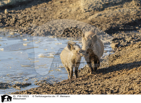 Wildschwein / wild boar / PW-19523