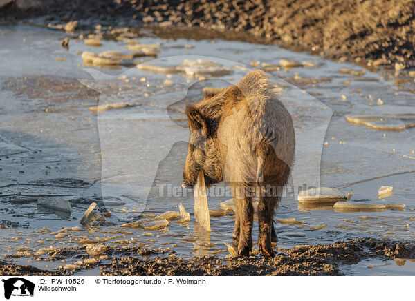Wildschwein / wild boar / PW-19526