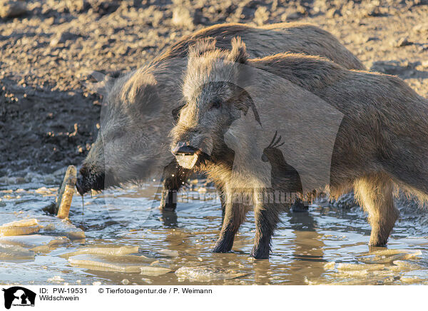 Wildschwein / wild boar / PW-19531