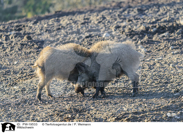 Wildschwein / wild boar / PW-19533