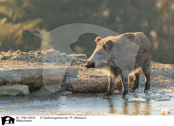 Wildschwein / wild boar / PW-19537