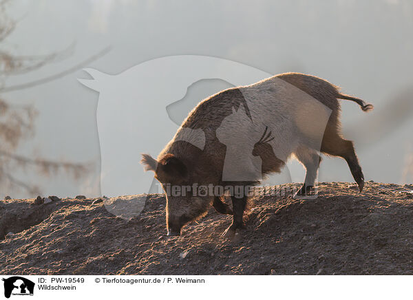 Wildschwein / wild boar / PW-19549