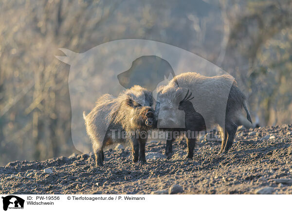Wildschwein / wild boar / PW-19556