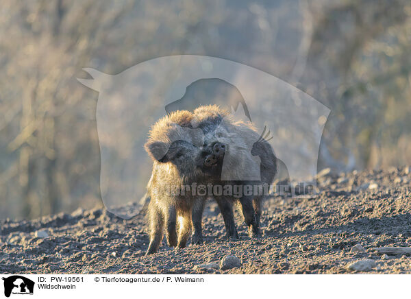 Wildschwein / wild boar / PW-19561