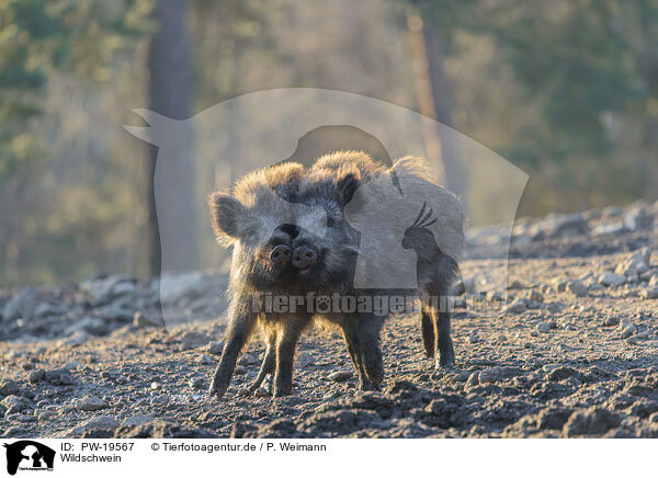 Wildschwein / wild boar / PW-19567