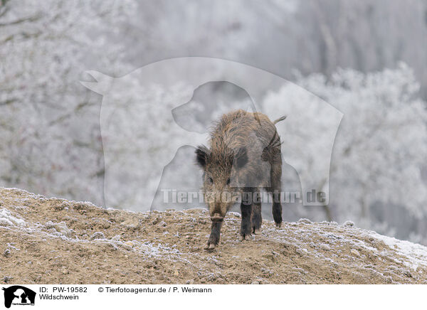 Wildschwein / wild boar / PW-19582
