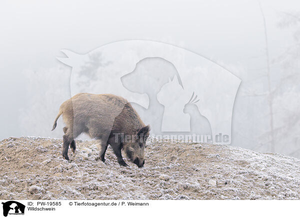 Wildschwein / wild boar / PW-19585