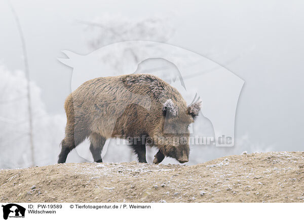 Wildschwein / wild boar / PW-19589