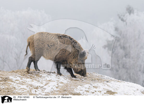 Wildschwein / wild boar / PW-19590