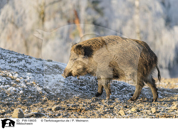 Wildschwein / wild boar / PW-19605