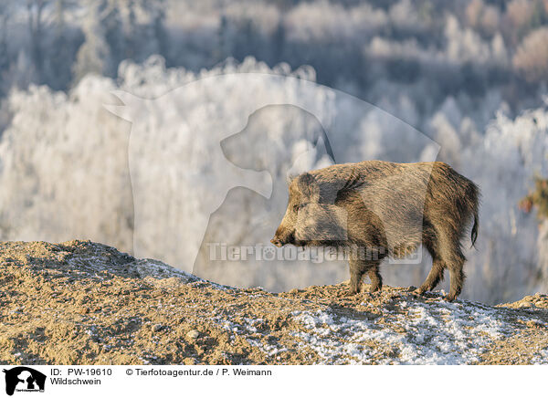 Wildschwein / wild boar / PW-19610