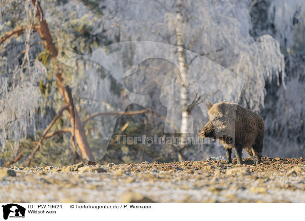Wildschwein / wild boar / PW-19624
