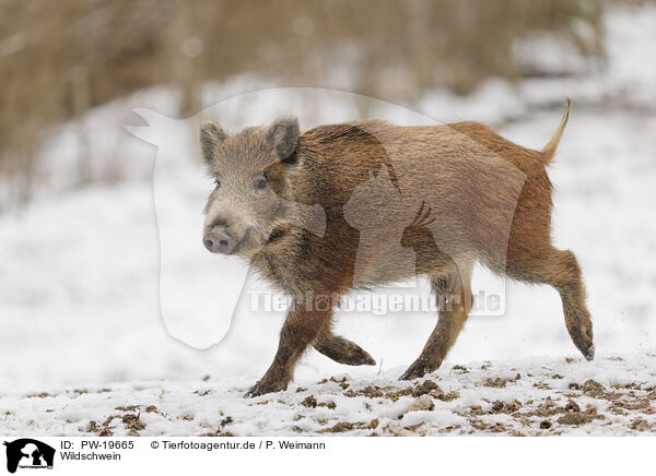 Wildschwein / wild boar / PW-19665