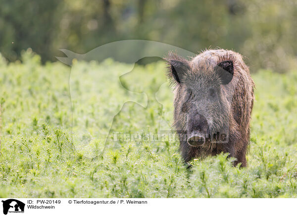 Wildschwein / wild boar / PW-20149