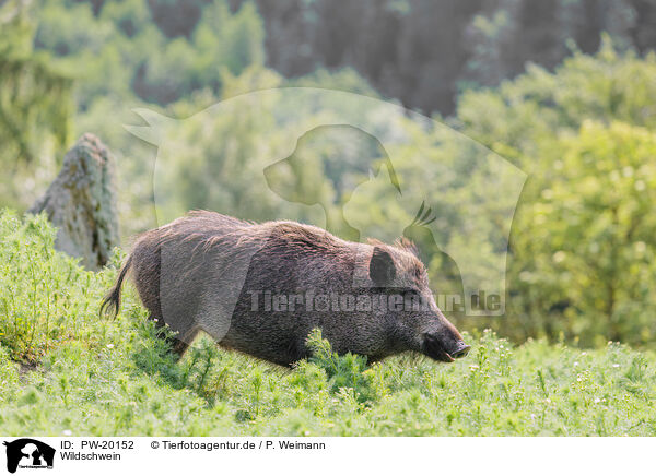 Wildschwein / PW-20152