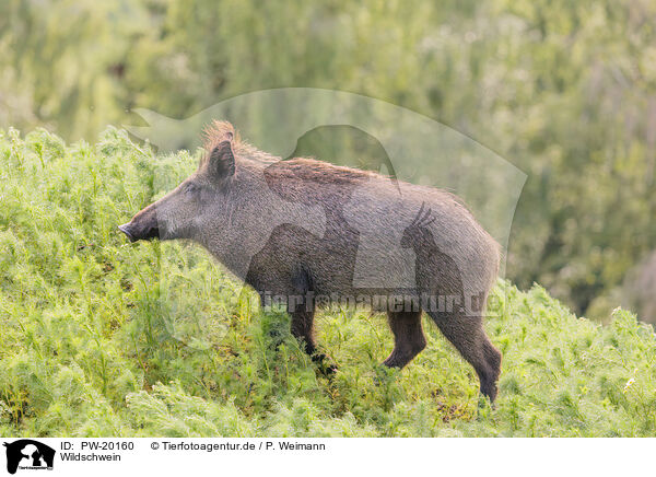 Wildschwein / wild boar / PW-20160