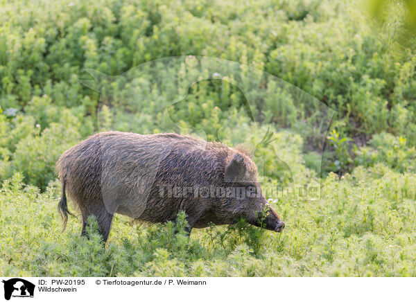 Wildschwein / wild boar / PW-20195