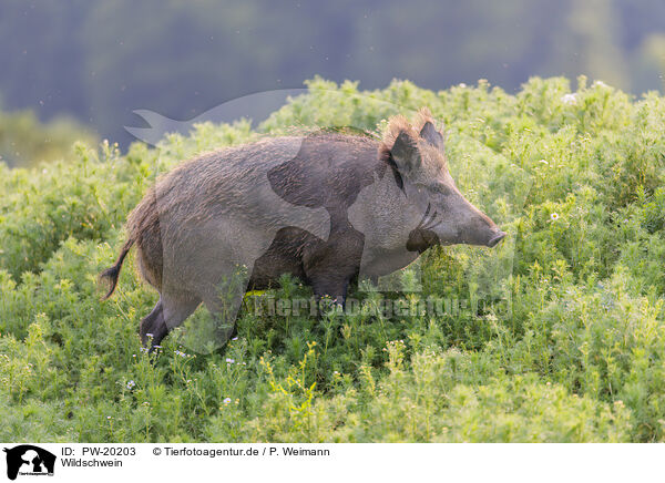 Wildschwein / wild boar / PW-20203