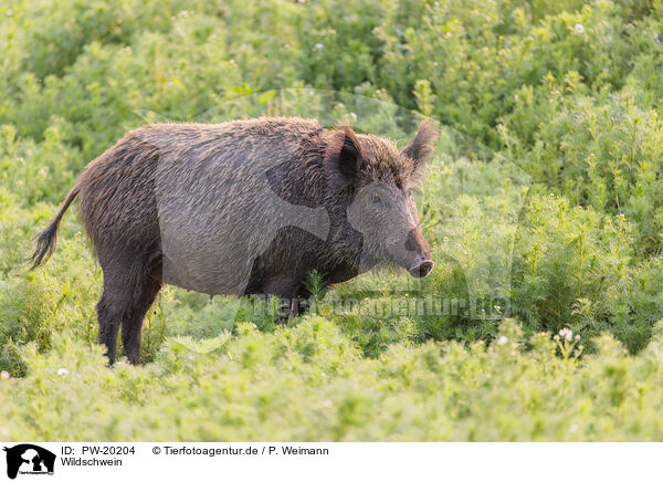 Wildschwein / wild boar / PW-20204