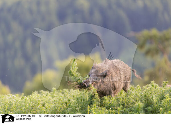 Wildschwein / wild boar / PW-20210