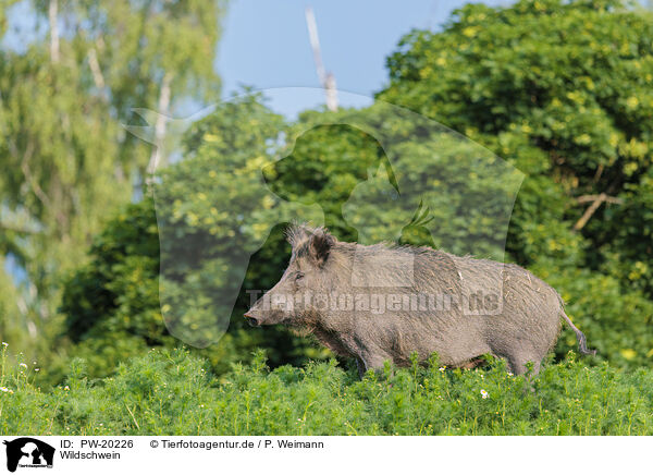 Wildschwein / wild boar / PW-20226