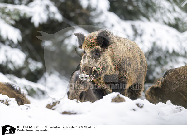 Wildschwein im Winter / wild boar in winter / DMS-16685