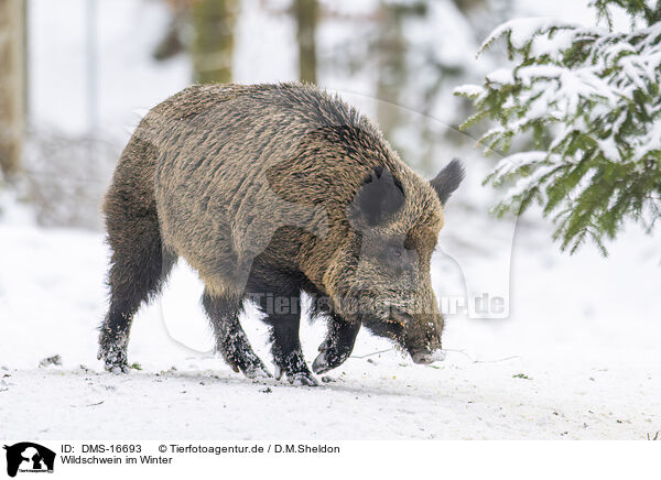 Wildschwein im Winter / wild boar in winter / DMS-16693