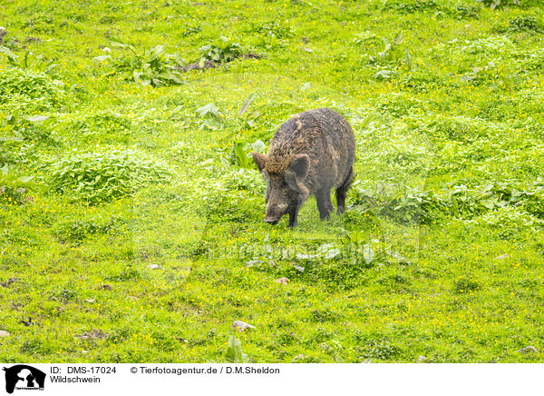 Wildschwein / wild boar / DMS-17024