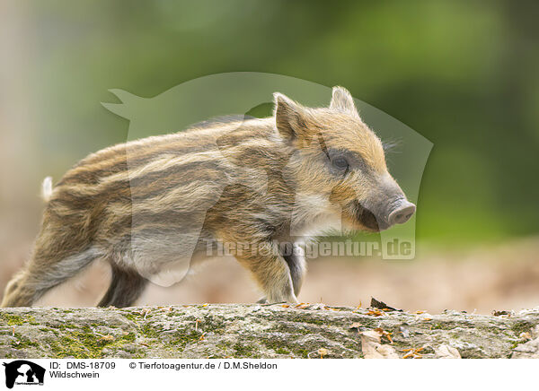 Wildschwein / wild boar / DMS-18709