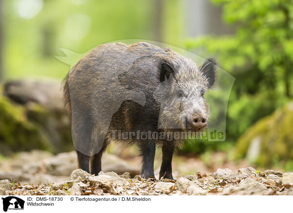 Wildschwein / wild boar / DMS-18730