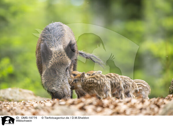 Wildschwein / wild boar / DMS-18776