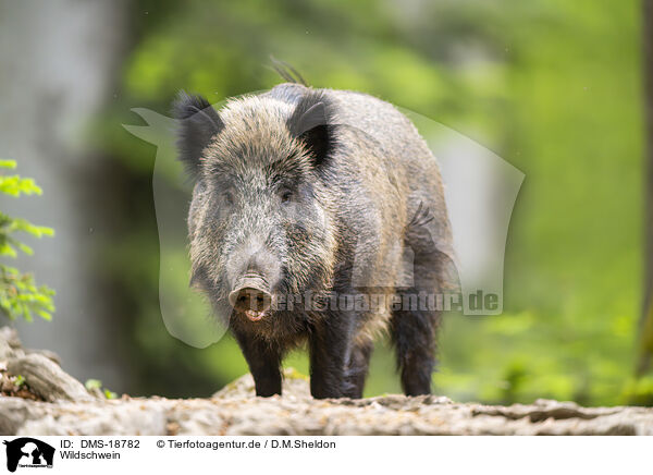 Wildschwein / wild boar / DMS-18782