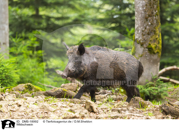 Wildschwein / wild boar / DMS-18992