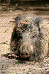 Wildschwein