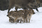 Wildschweine im Winter