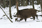 Wildschwein im Winter