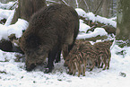 Wildschwein mit Frischlingen im Winter
