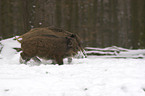 Zwei junge Wildschweine