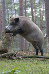 Wildschwein