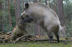 Wildschwein