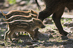 Wildschwein