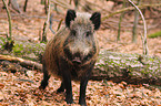 Wildschwein