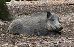 Wildschwein