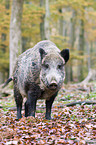 Wildschwein