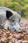 Wildschwein