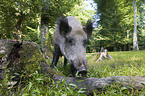 Wildschwein