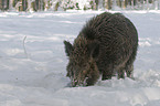 Wildschwein