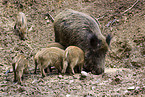 Wildschweine