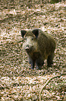 Wildschwein