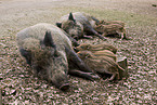 Wildschweine